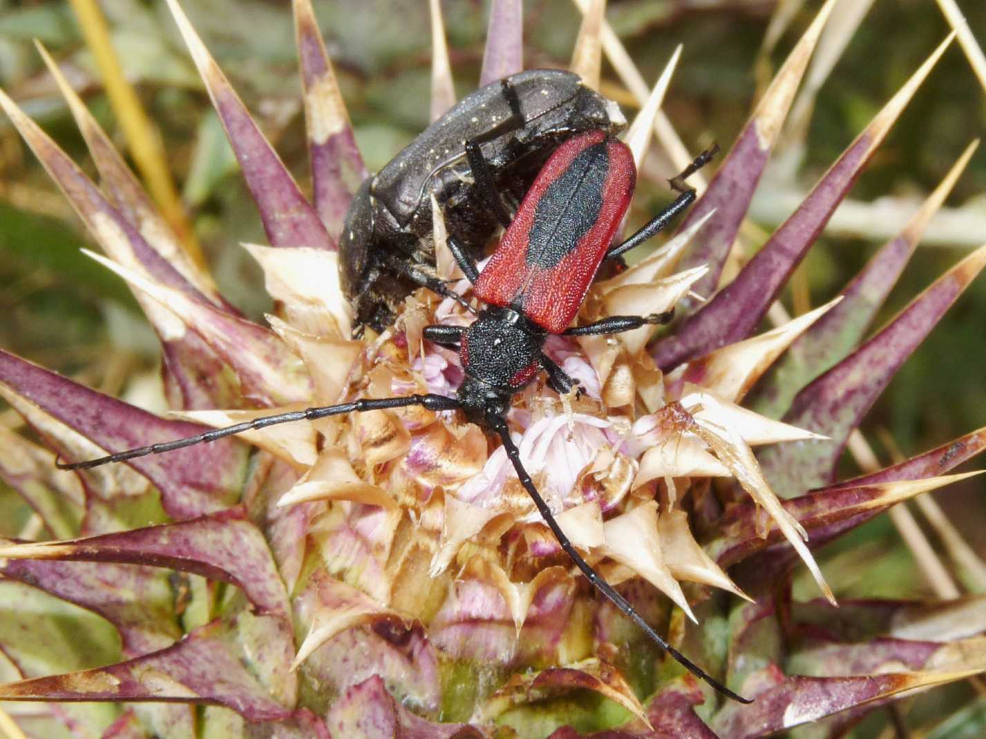Purpuricenus  kaehleri (Cerambycidae)
